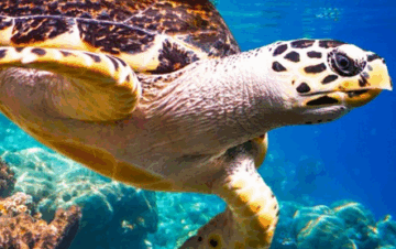 Schildkröten-Bucht: Dein Rendezvous mit den sanften Riesen