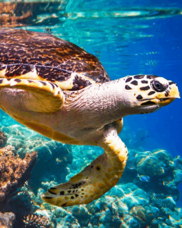 Marsa Alam ist kein Urlaub. Es ist ein Naturerlebnis.