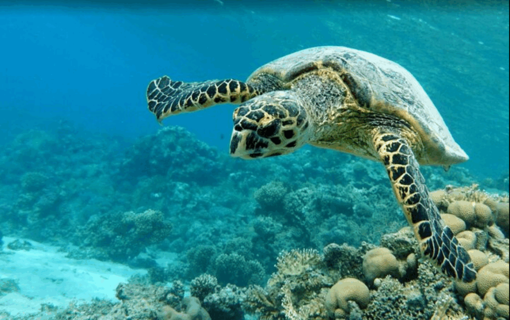 ine große Meeresschildkröte schwimmt während des Schnorchel-Ausflugs in der Abu Dabbab Bucht.
