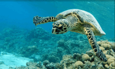 ine große Meeresschildkröte schwimmt während des Schnorchel-Ausflugs in der Abu Dabbab Bucht.