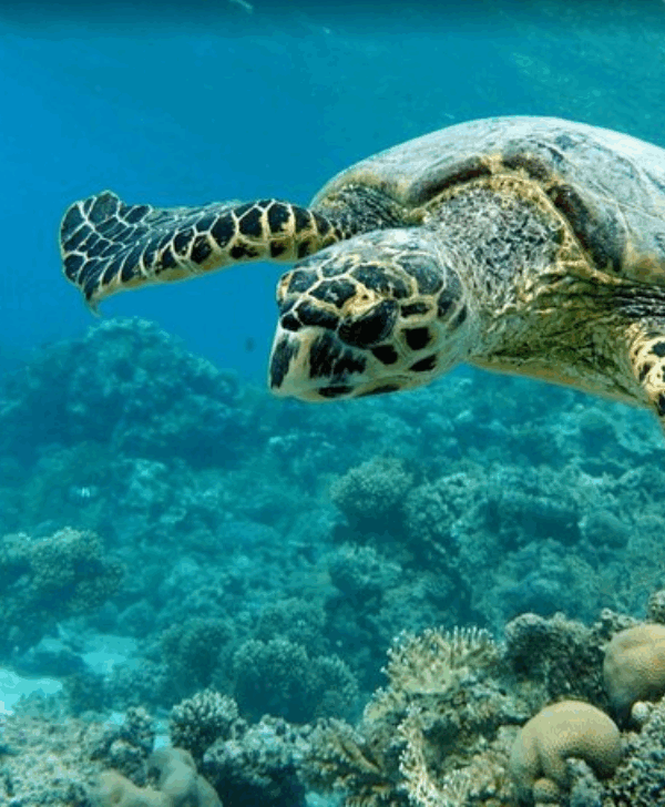 ine große Meeresschildkröte schwimmt während des Schnorchel-Ausflugs in der Abu Dabbab Bucht.