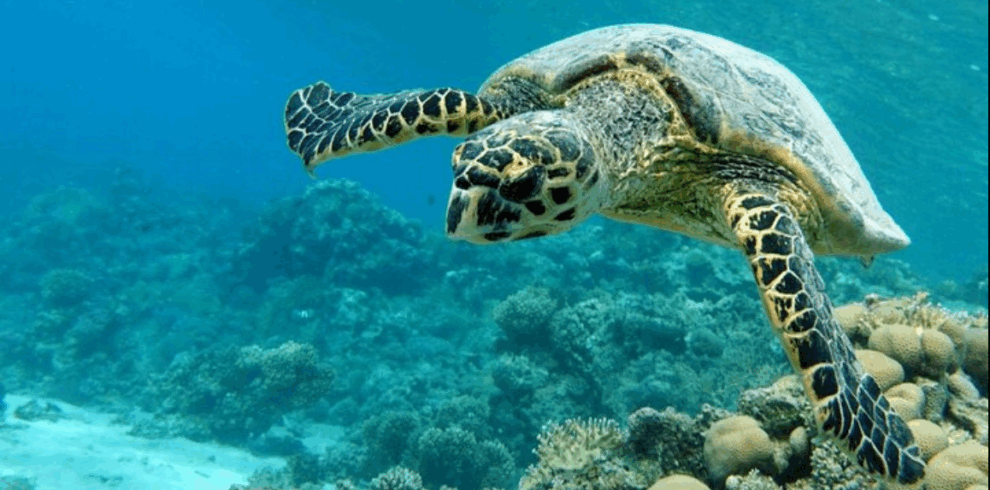 ine große Meeresschildkröte schwimmt während des Schnorchel-Ausflugs in der Abu Dabbab Bucht.